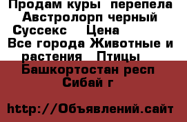 Продам куры, перепела. Австролорп черный. Суссекс. › Цена ­ 1 500 - Все города Животные и растения » Птицы   . Башкортостан респ.,Сибай г.